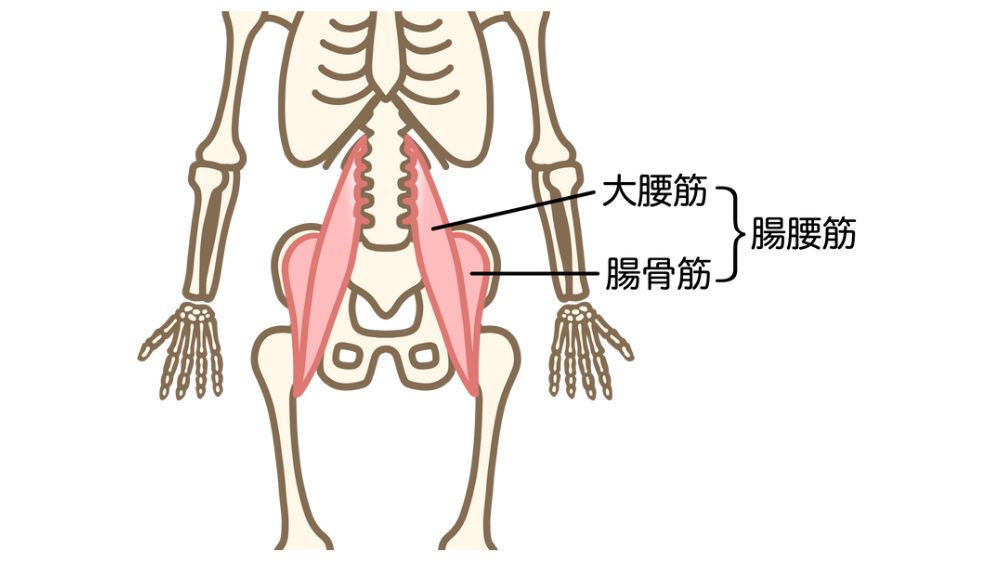 腸腰筋の構成